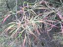 R. watsoniana rose photo