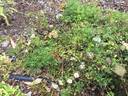 Snow Carpet ® rose photo