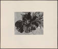 Black Pirate peony photo