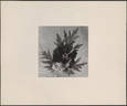 Black Pirate peony photo