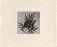 Lutea peony photo