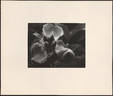 Lutea peony photo