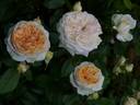 Chippendale Gold rose photo