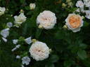 Chippendale Gold rose photo