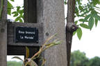 La Mortola rose photo