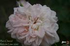 Bon Chance rose photo