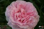 Caecilia Scharsach rose photo