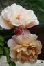 Calapuno rose photo