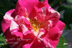 Candy Land™ rose photo