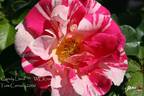 Candy Land™ rose photo