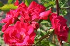 Cera rose photo