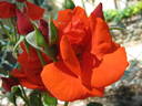Grido rose photo