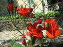 Grido rose photo