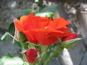 Grido rose photo
