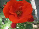 Grido rose photo