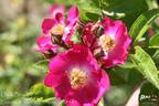 Daisy Brasileir rose photo