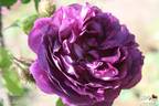 Duchesse d'Abrantès rose photo