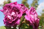 Duchesse d'Abrantès rose photo