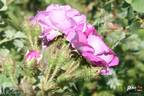 Duchesse d'Abrantès rose photo