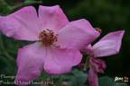 Flamingo rose photo