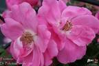 Frontenac rose photo