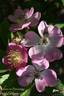Gruss an Breinegg rose photo