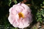 Haidee rose photo