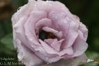 Indigoletta rose photo