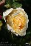 J.P. Connell rose photo