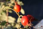 <i>Rosa villosa</i> 'Karpatia' rose photo