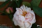 Lady Moss rose photo