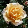 Caron Keating Rose rose photo