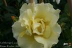 Lichtkönigin Lucia rose photo