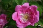 Lilly Dieck rose photo