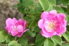 Lilly Dieck rose photo