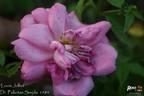 Louis Jolliet rose photo