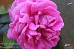 Madame de Sévigné rose photo