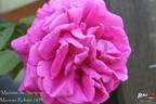 Madame de Sévigné rose photo