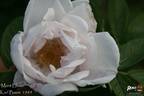 Mont Blanc rose photo