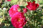 Morden Amorette rose photo