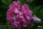 Mrs. Doreen Pike rose photo