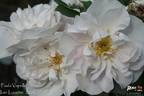 Paula Vapelle rose photo