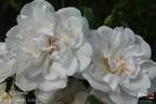 Paula Vapelle rose photo