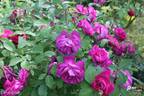 Pergolèse rose photo