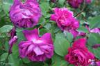 Pergolèse rose photo