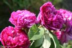 Pergolèse rose photo