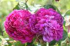 Pergolèse rose photo