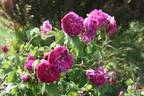 Pergolèse rose photo