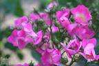 Pookah rose photo