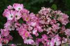 Pookah rose photo